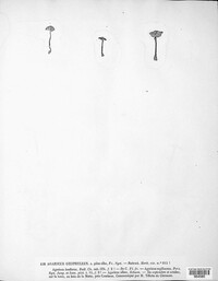 Inocybe geophylla image